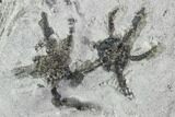 Fossil Crinoid And Brittlestar Plate - Crawfordsville, Indiana #110566-4